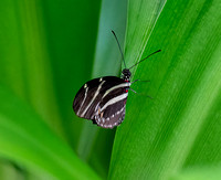 Katie Hubberstey-butterflies 10