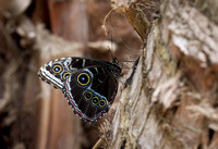 Katie Hubberstey-butterflies1.jpeg.