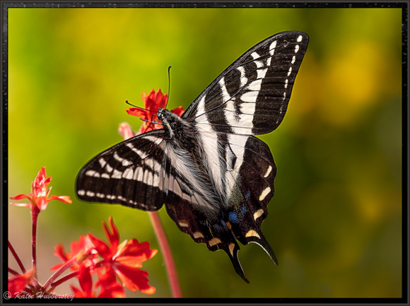 Swallowtail