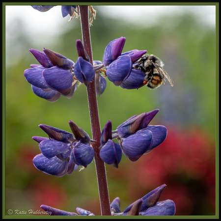 Bee on Lupin