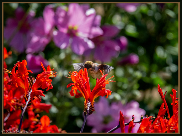 Humming Bird 1-4