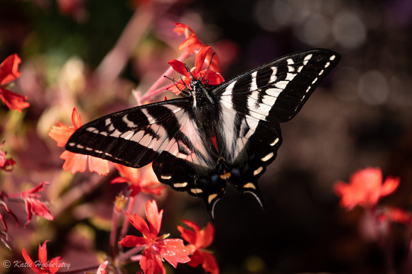 Swallowtail 1