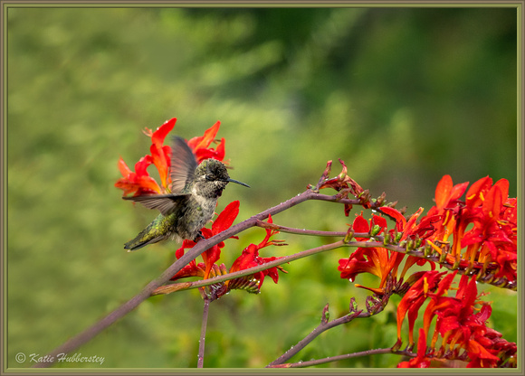 Hummingbird after a sprinkle