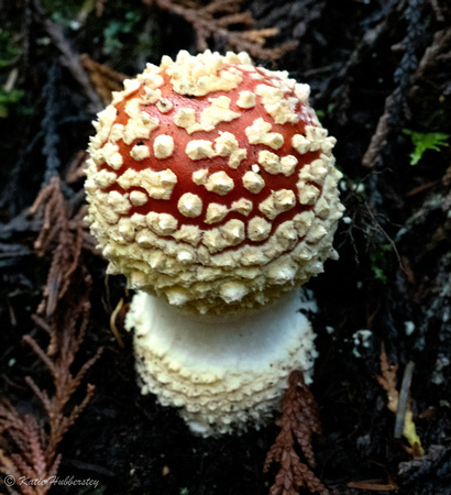 Amanita Muscaria