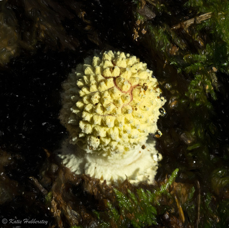 Amanita Muscaria