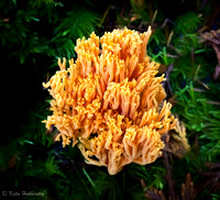 Calocera viscosa - Coral fungus