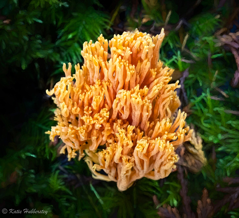 Calocera viscosa - Coral fungus