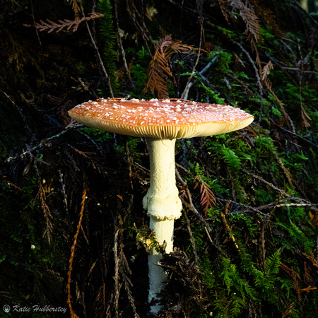 Amanita