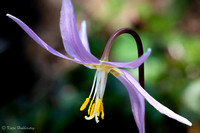 Pink Fawn Lily