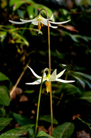 Fawn Lily Duet