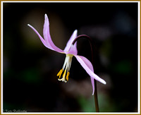 Fawn Lily Ballet