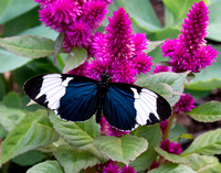 Katie Hubberstey-butterflies6