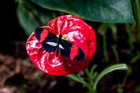 Katie Hubberstey-butterflies 9