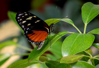 Katie Hubberstey-butterflies3